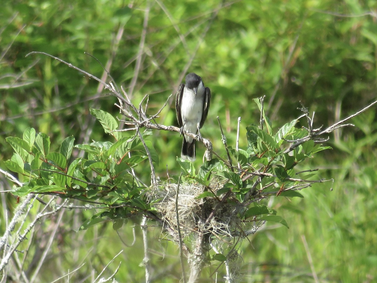 Eastern Kingbird - ML634766449