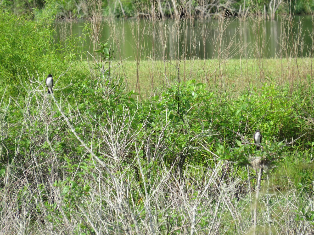 Eastern Kingbird - ML634766450