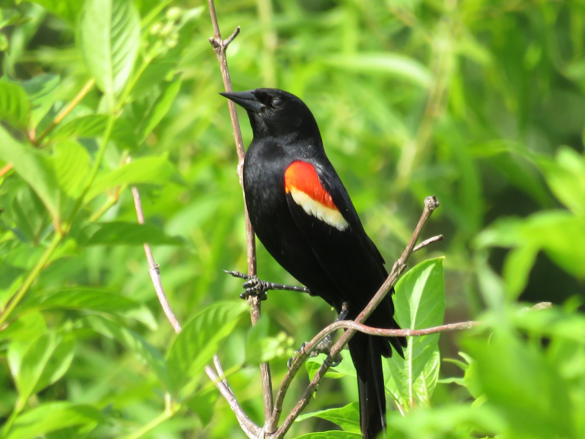 Red-winged Blackbird - ML634766473