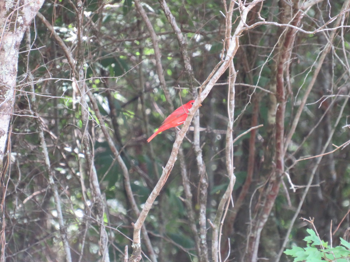 Piranga gorria - ML634766513