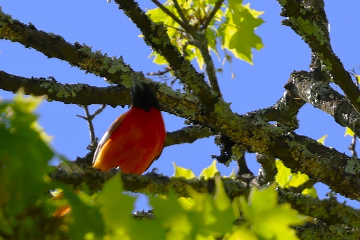 Baltimore Oriole - ML634766620