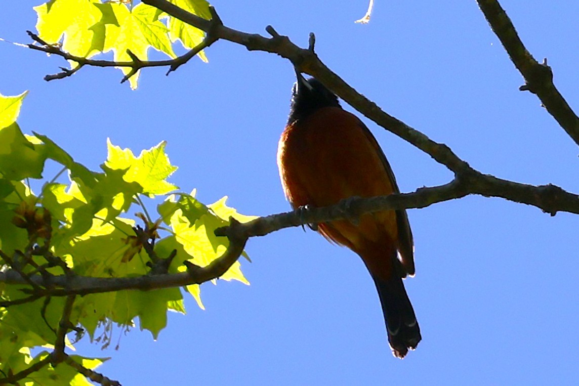 Orchard Oriole - ML634766721