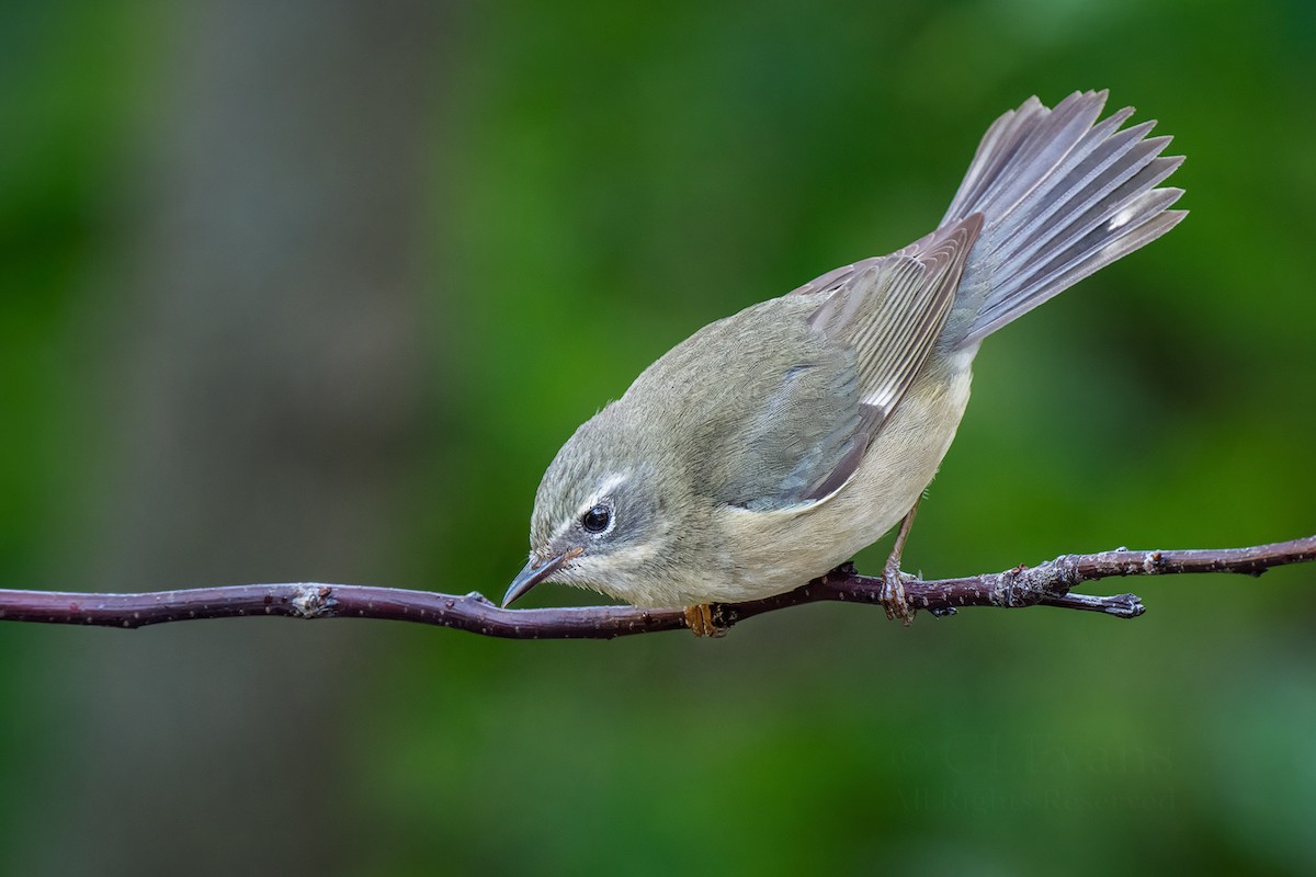 Black-throated Blue Warbler - ML634766758