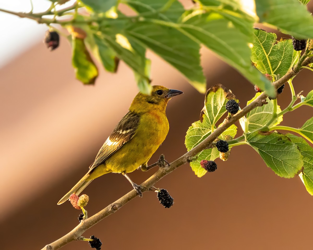 Flame-colored Tanager - ML634766791