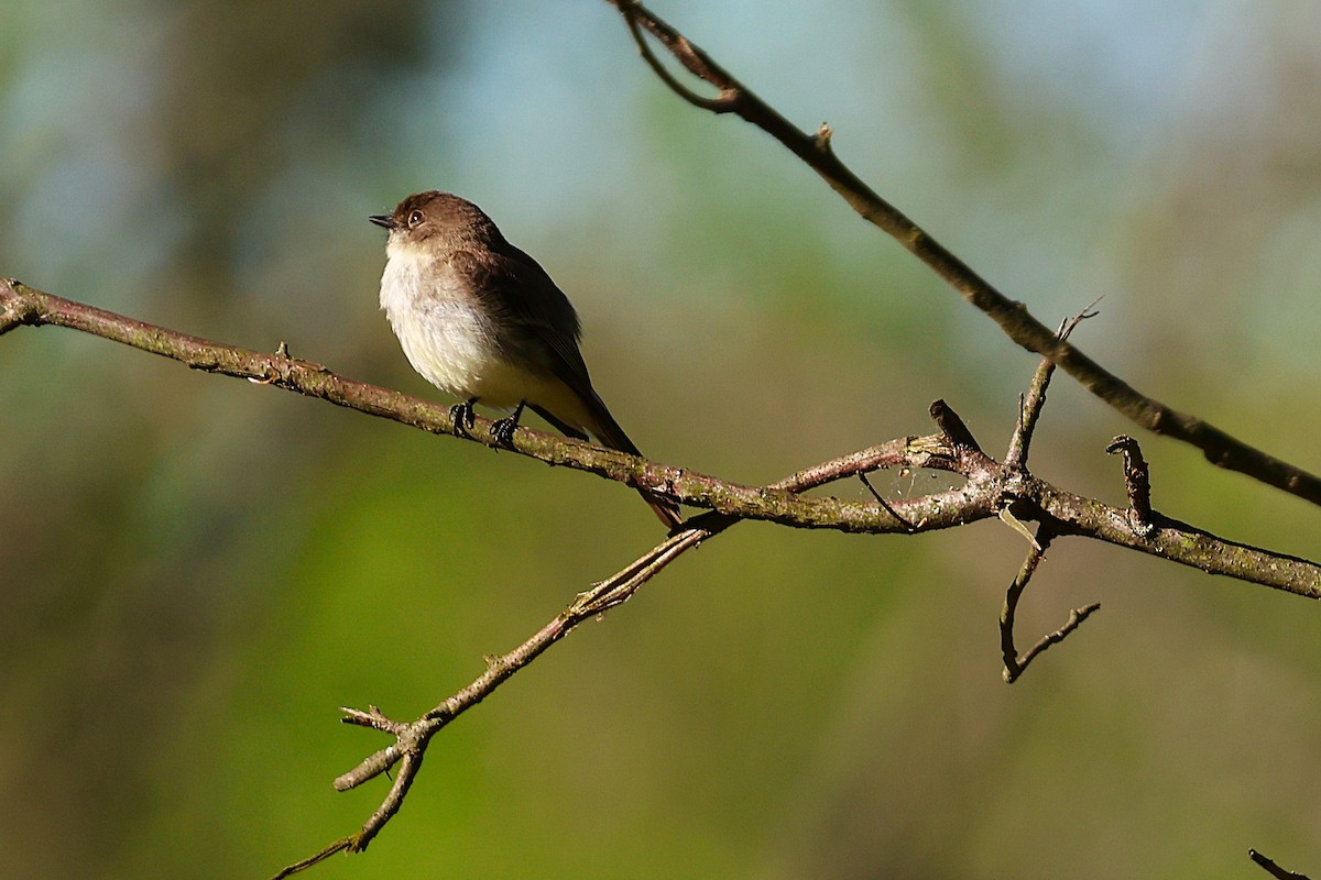 Eastern Phoebe - ML634766804