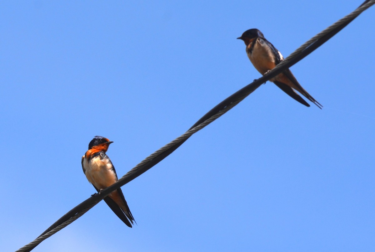 Rondine - ML634766820