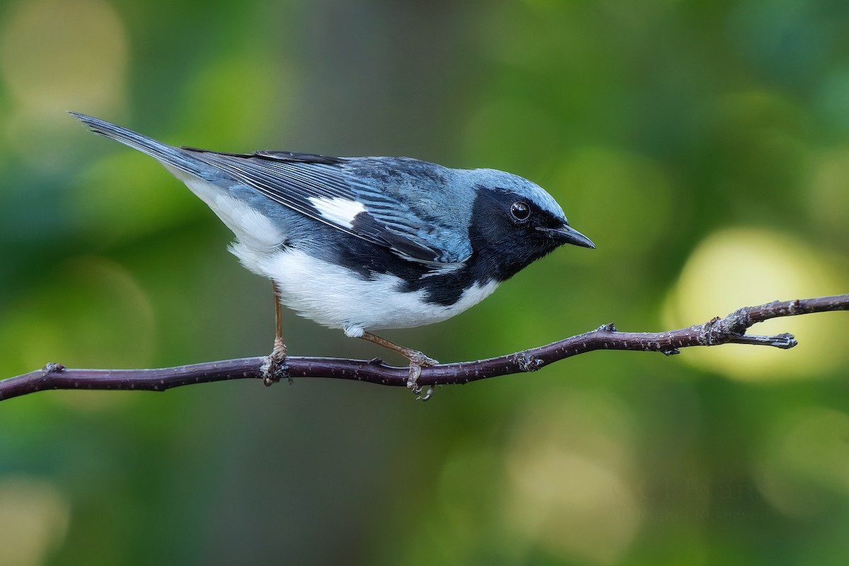 Black-throated Blue Warbler - ML634766866