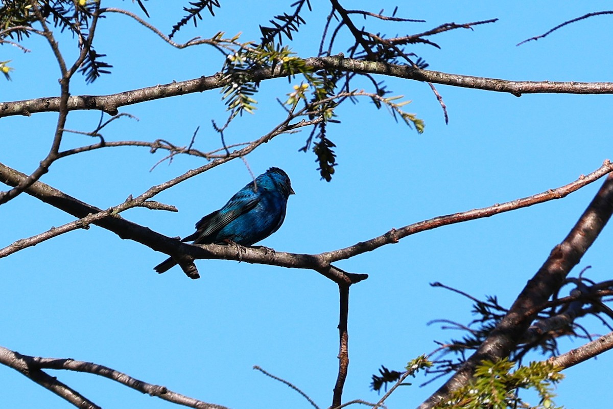Indigo Bunting - ML634766890