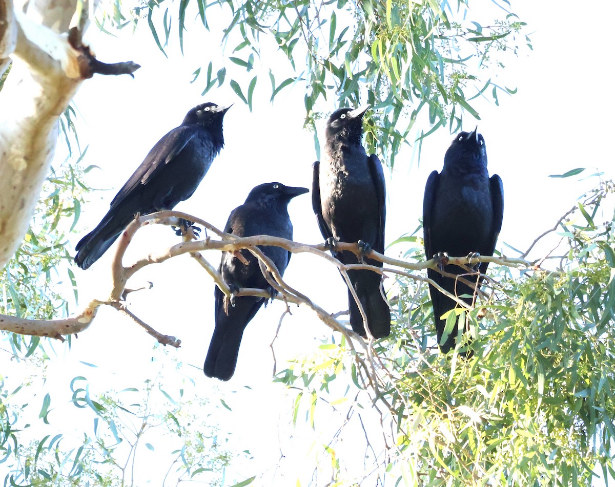 Little Raven - ML634767058