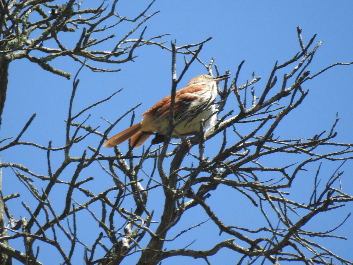 Brown Thrasher - ML634767061