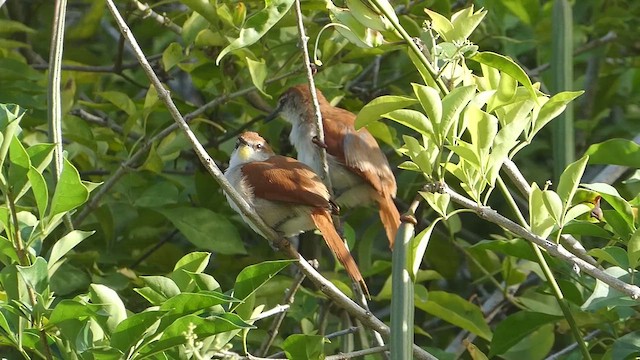 キバシリカマドドリ - ML634767129