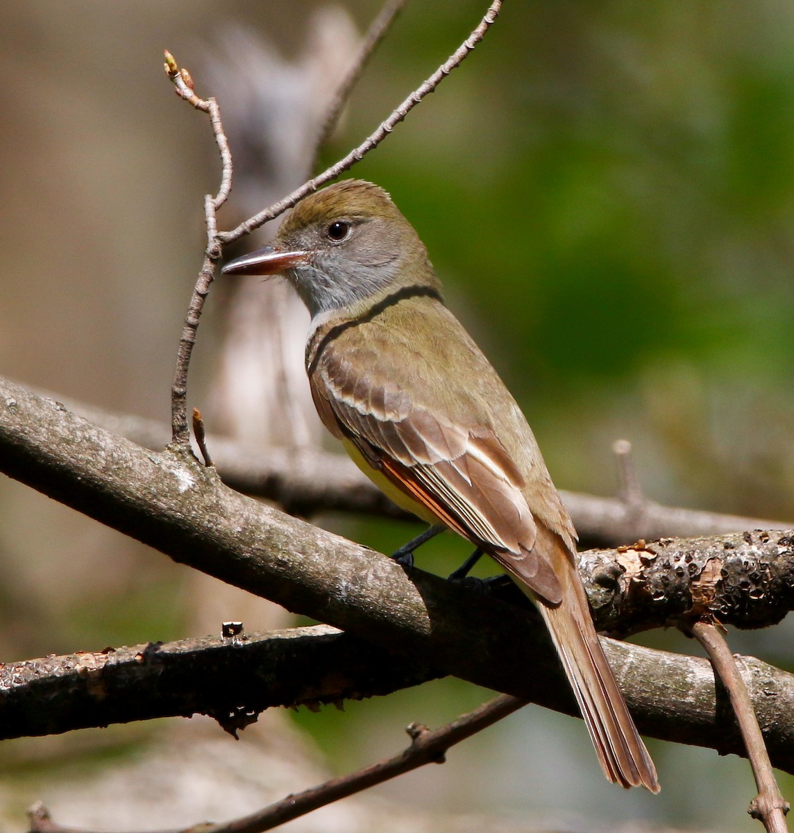 Great Crested Flycatcher - ML634767592