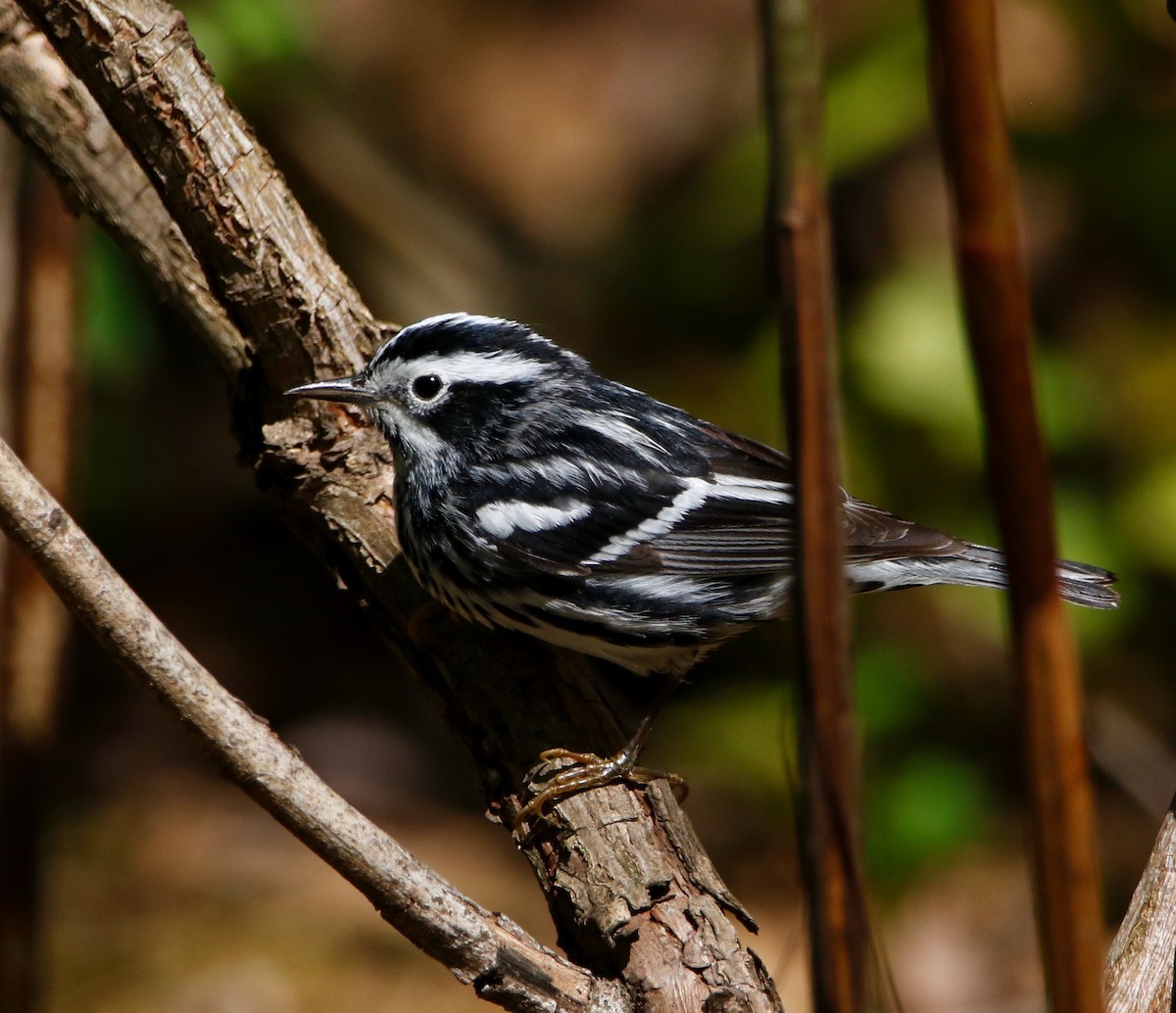 Black-and-white Warbler - ML634767627