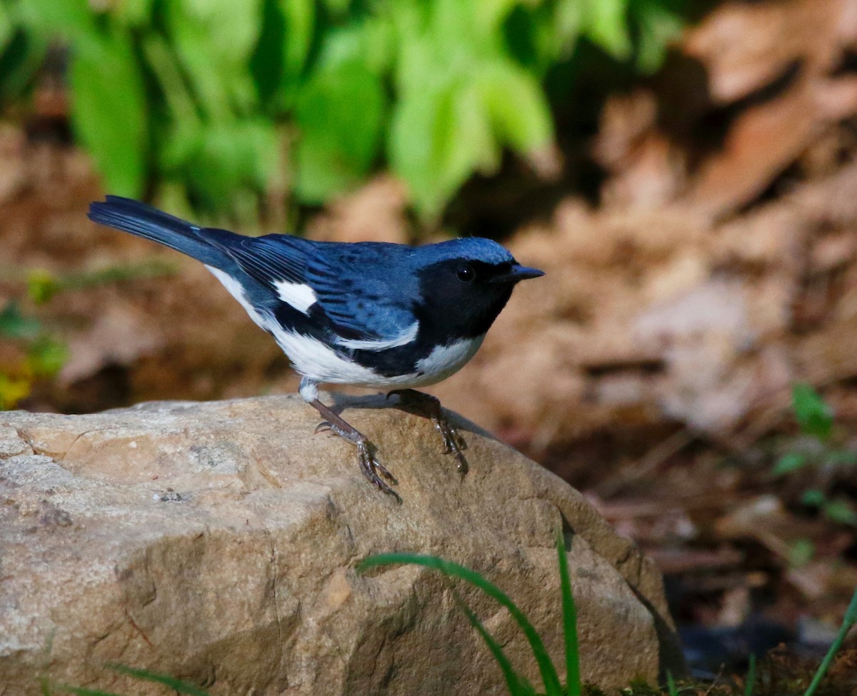 Black-throated Blue Warbler - ML634767657