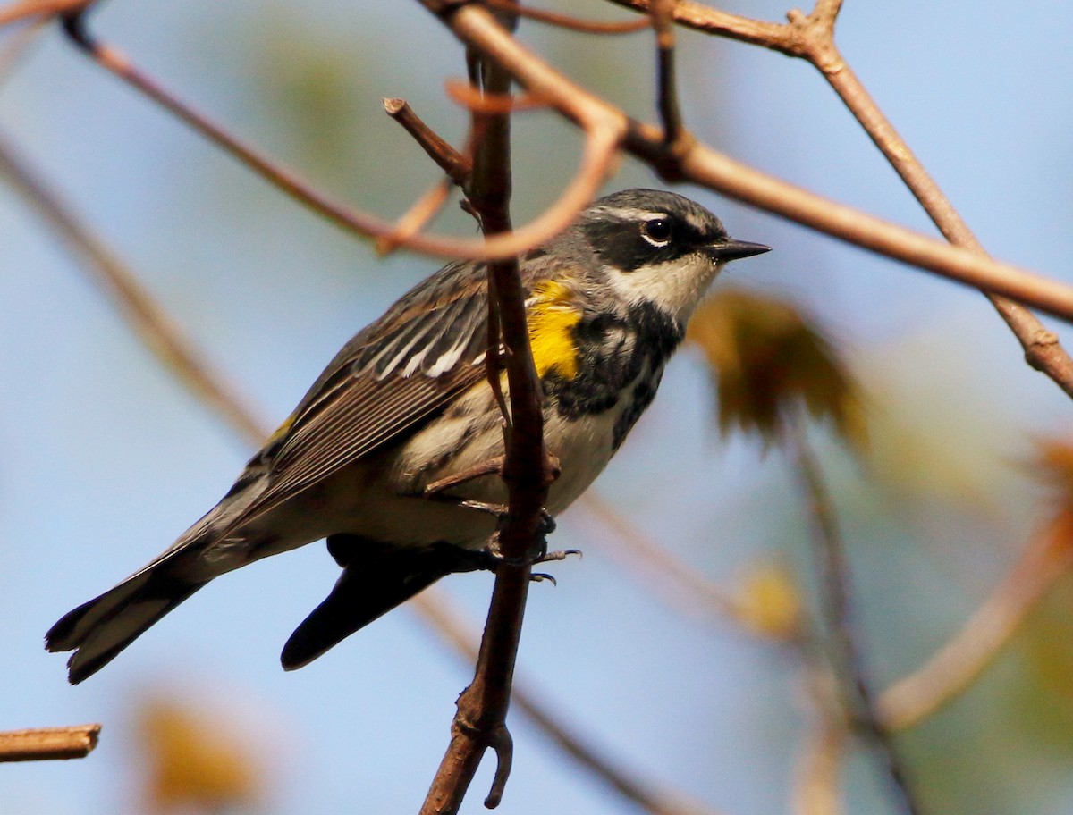 Yellow-rumped Warbler - ML634767724
