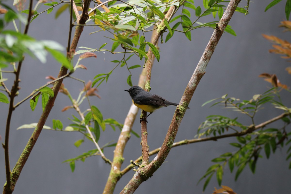 Slate-throated Redstart - ML634767733