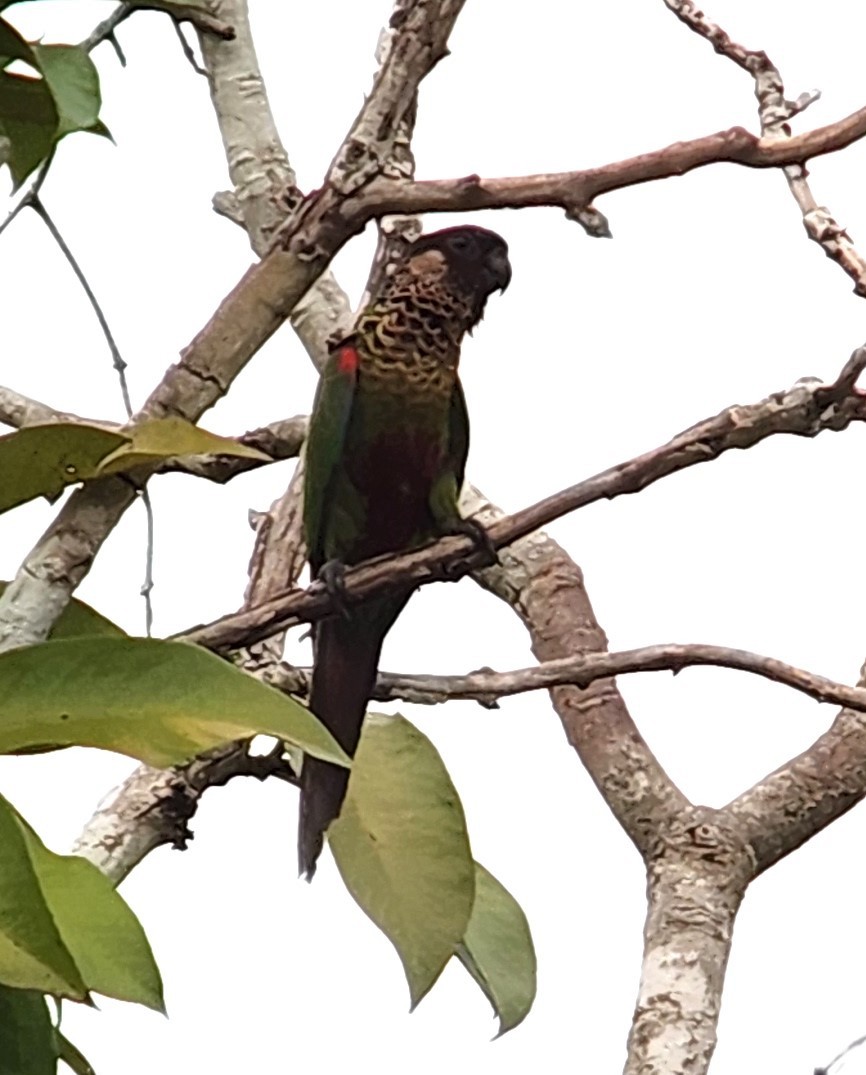 アカオウロコインコ - ML634768070