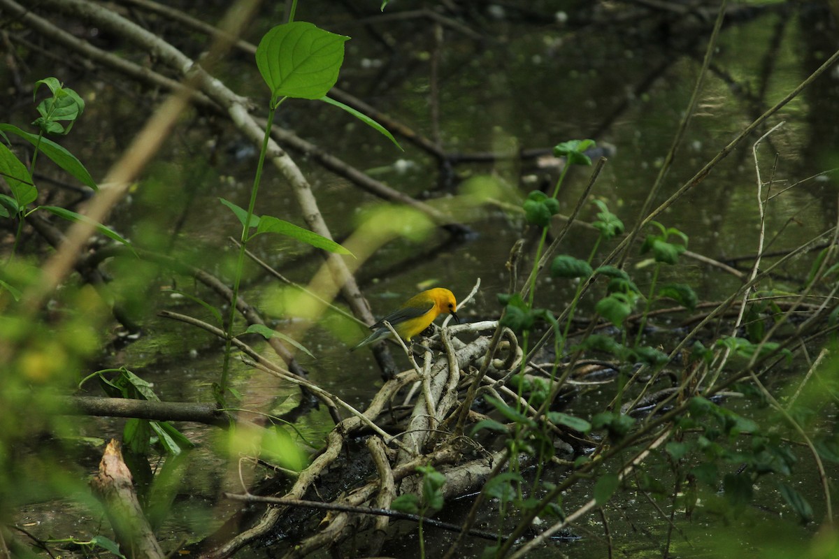 Prothonotary Warbler - ML634768219