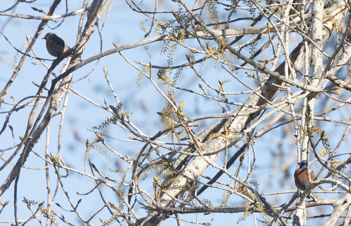 Western Bluebird - ML634768231