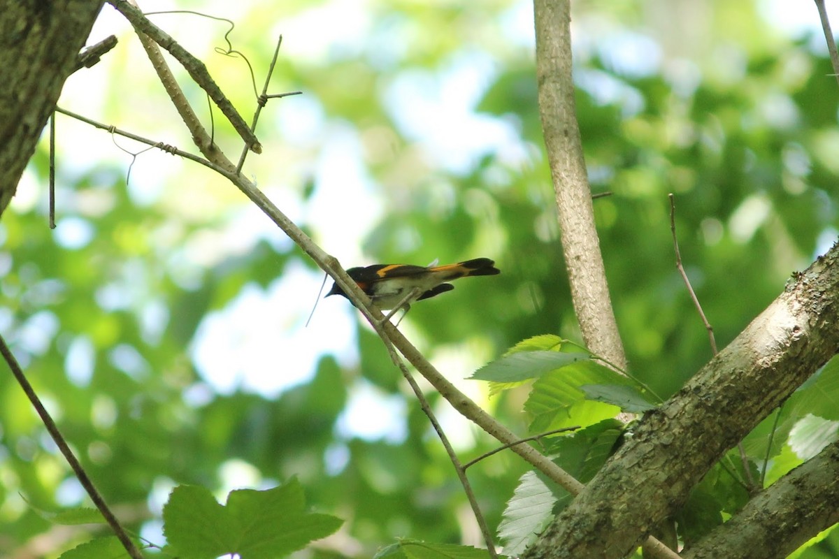 American Redstart - ML634768254