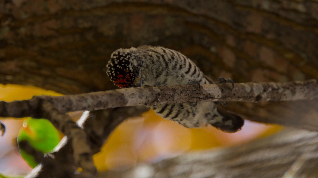 White-barred Piculet - ML634768281