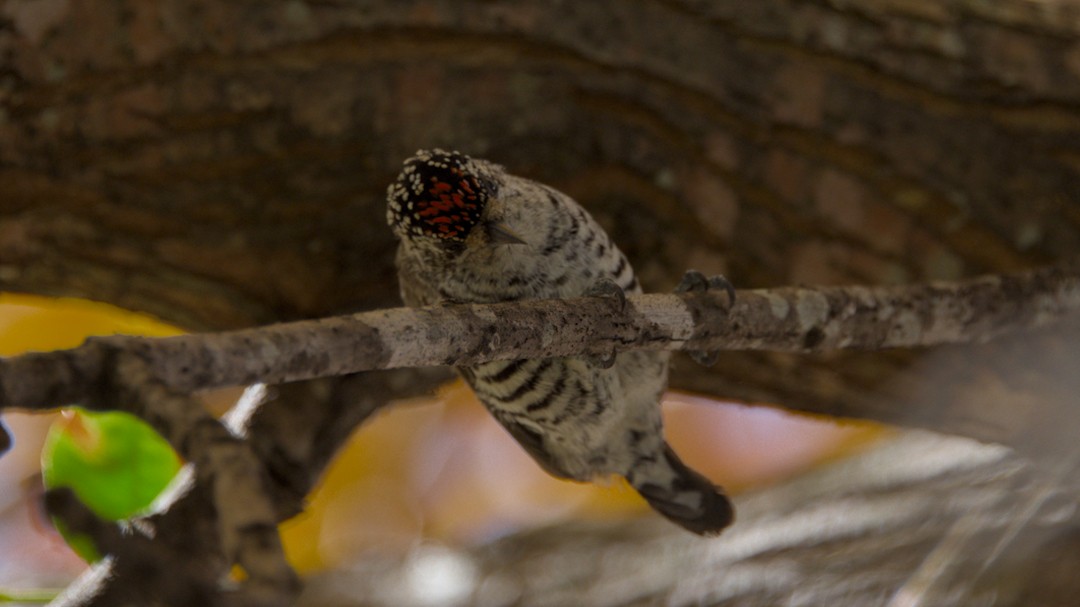 White-barred Piculet - ML634768283