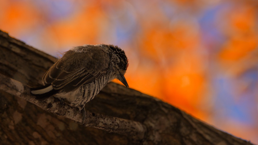White-barred Piculet - ML634768284