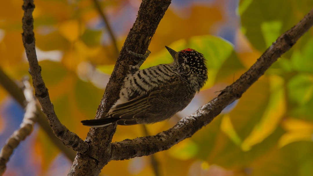White-barred Piculet - ML634768285