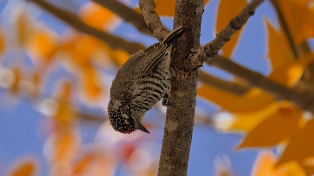 White-barred Piculet - ML634768286