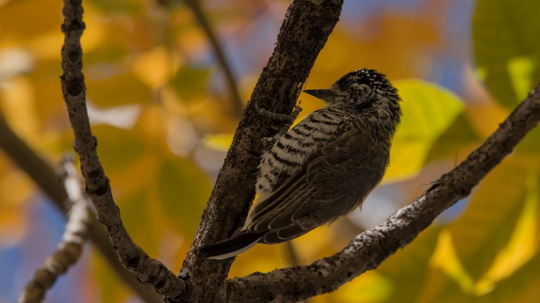 White-barred Piculet - ML634768287