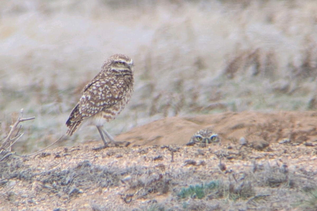 Burrowing Owl - ML634768426