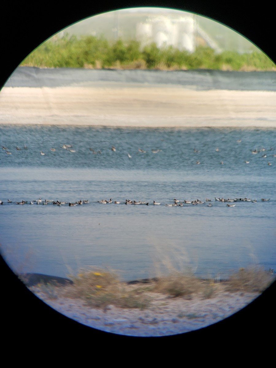 Wilson's Phalarope - ML634768707