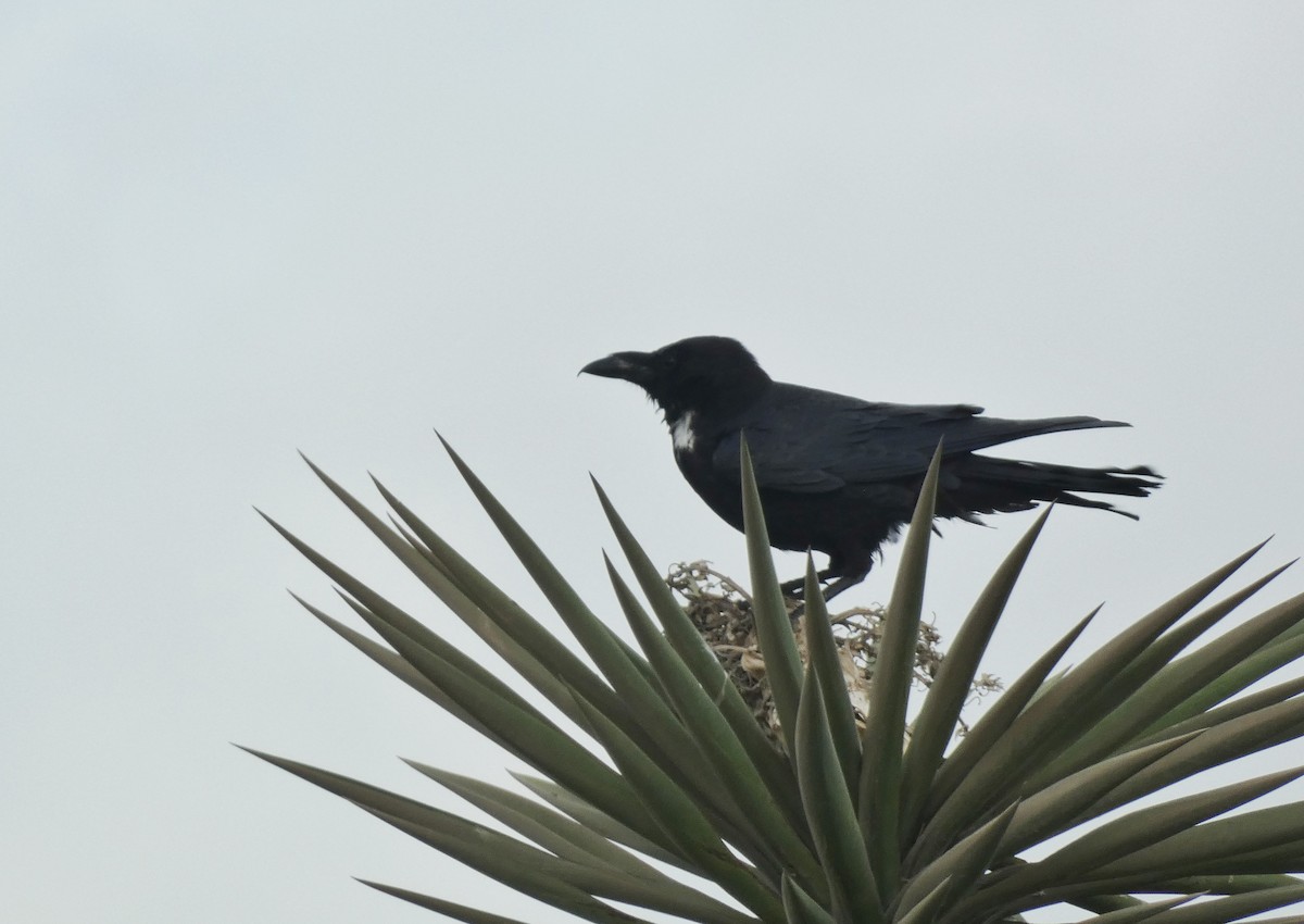 Corbeau à cou blanc - ML634768725
