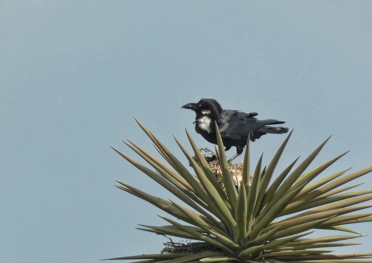 Corbeau à cou blanc - ML634768726
