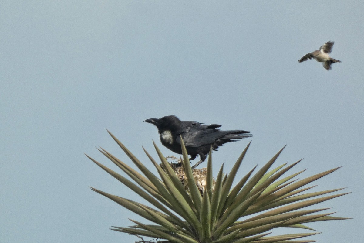 Corbeau à cou blanc - ML634768727