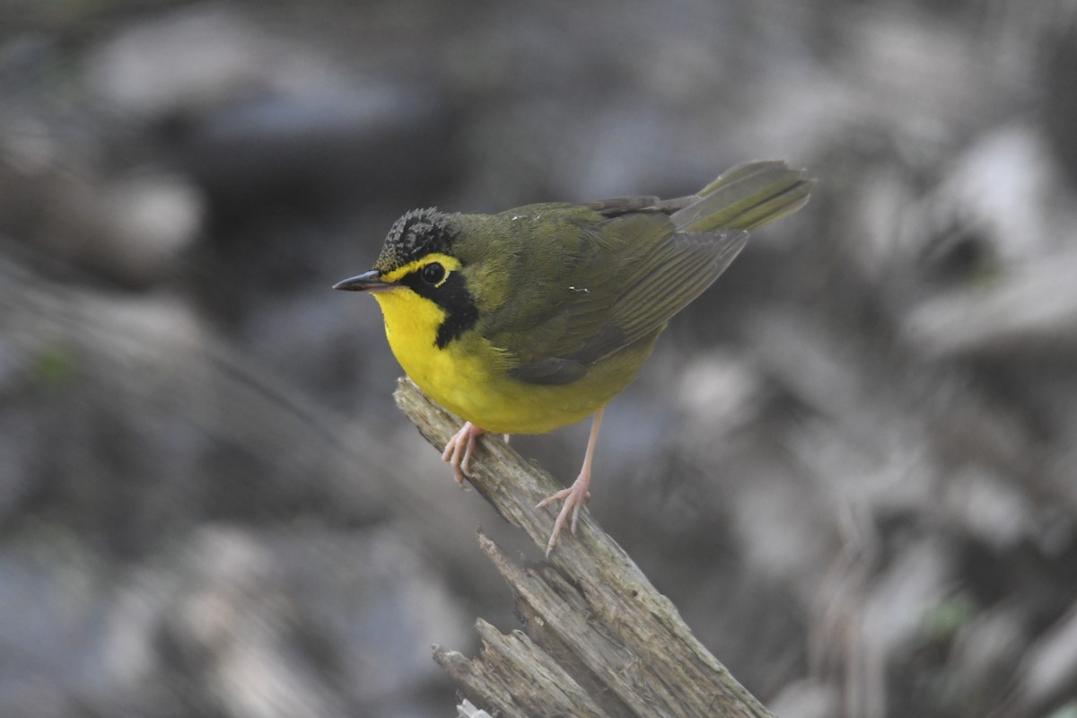 Kentucky Warbler - ML634769057