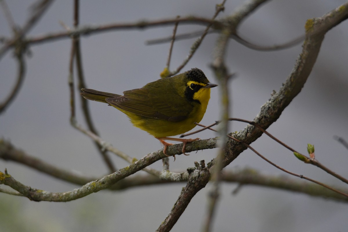 Kentucky Warbler - ML634769059