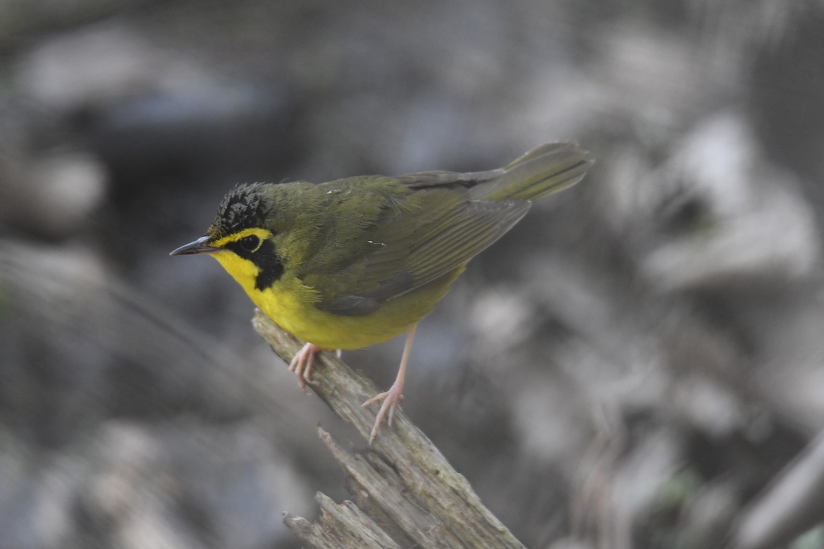 Kentucky Warbler - ML634769062