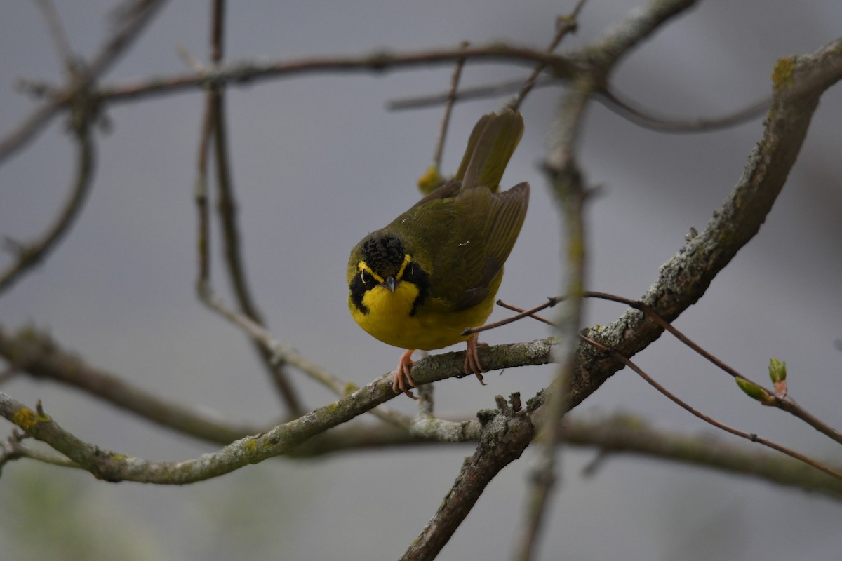 Kentucky Warbler - ML634769063