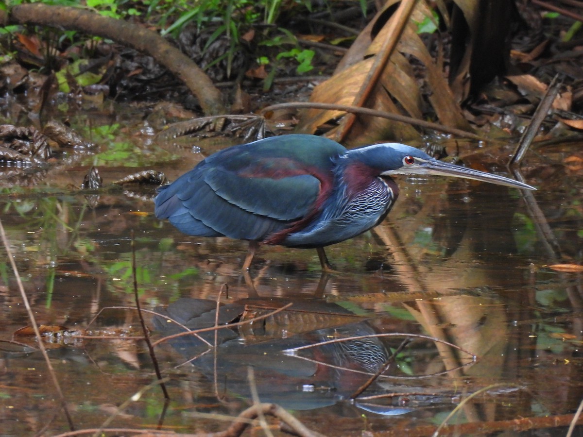Agami Heron - ML634769217