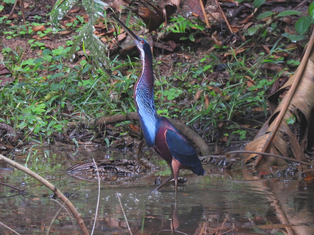 Agami Heron - ML634769218