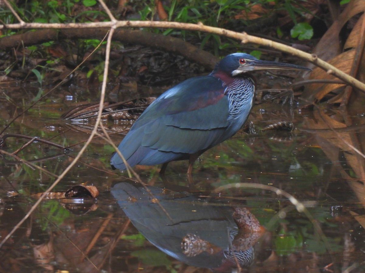 Agami Heron - ML634769219