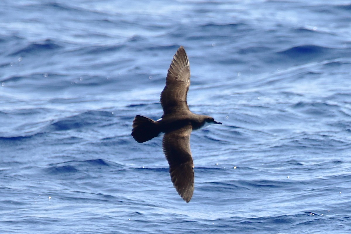 Puffin de Newell - ML634769296