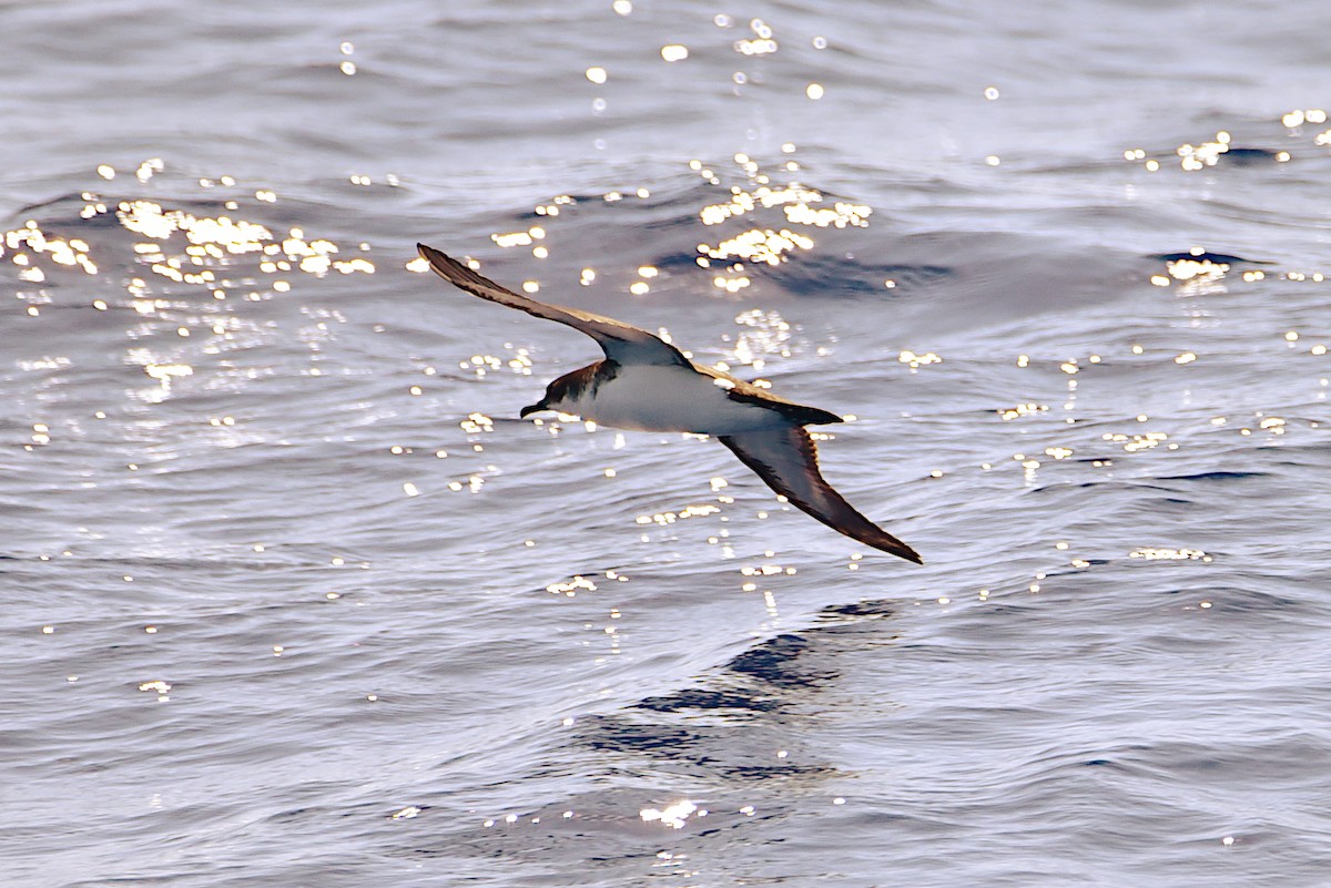 Puffin de Newell - ML634769299