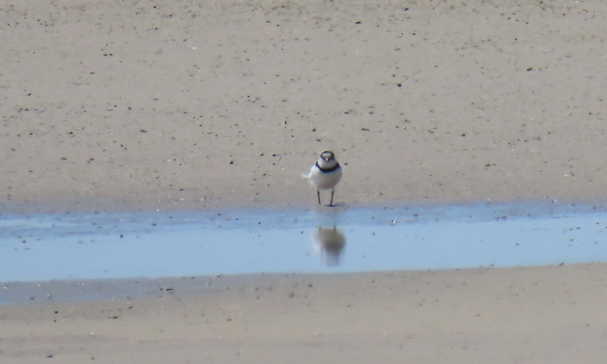 Piping Plover - ML634769301