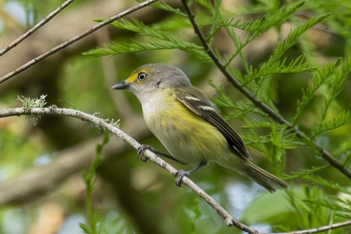 Viréo aux yeux blancs - ML634769396