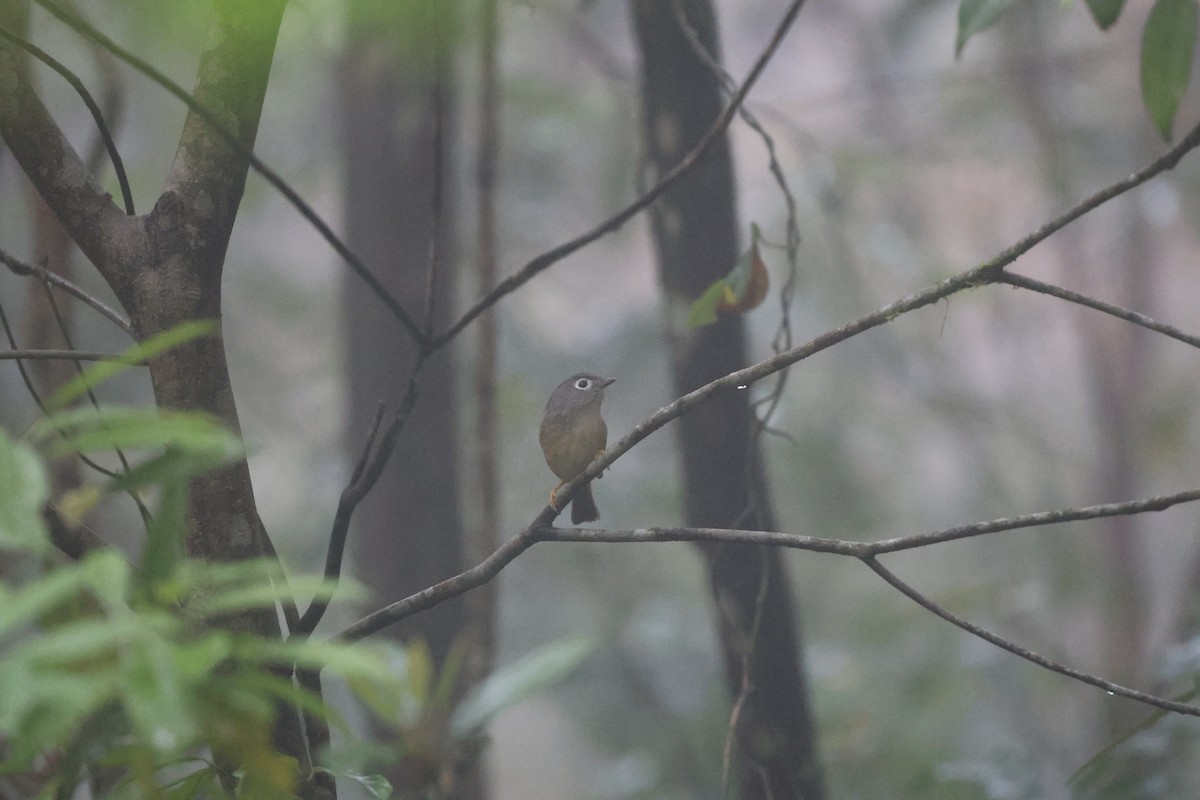 Morrison's Fulvetta - ML634769411