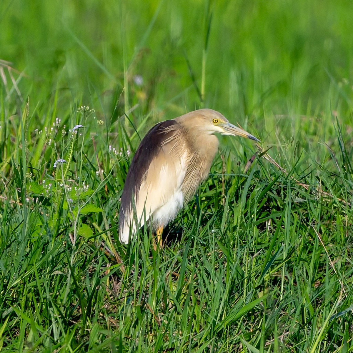Indian Pond-Heron - ML634769515