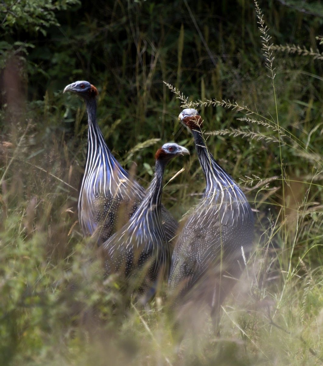 Vulturine Guineafowl - ML634769943