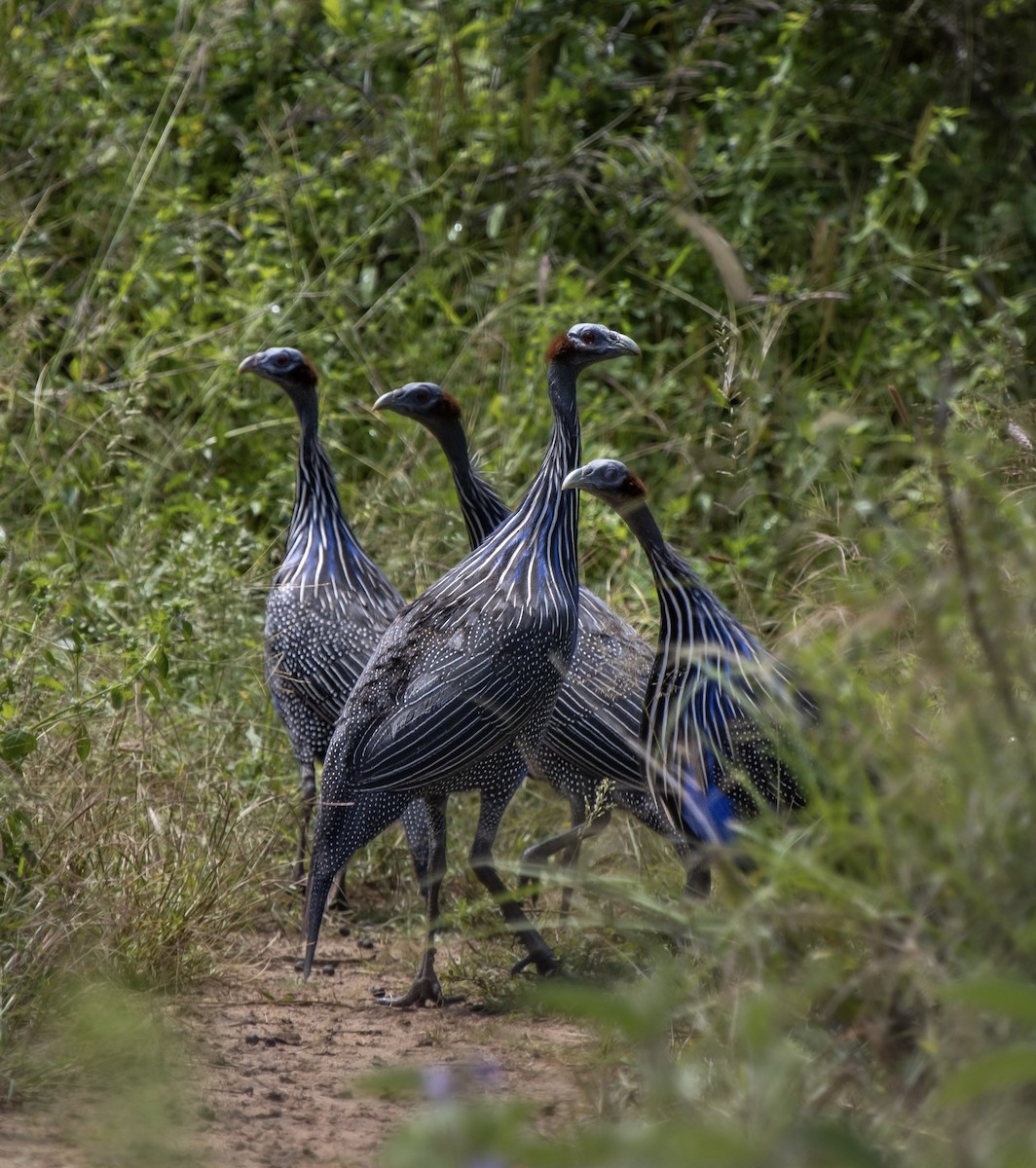 Vulturine Guineafowl - ML634769945